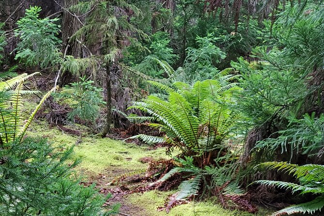 Private Redwood Forest Hiking Tour - Value and Cost Consideration