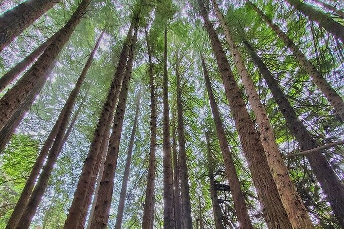 Private Redwood Forest Hiking Tour - Comparing This Tour to Other Maui Experiences