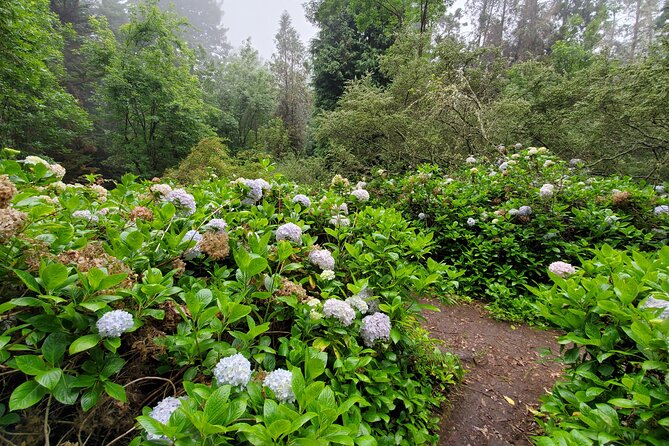 Private Redwood Forest Hiking Tour - Who Will Love This Tour?