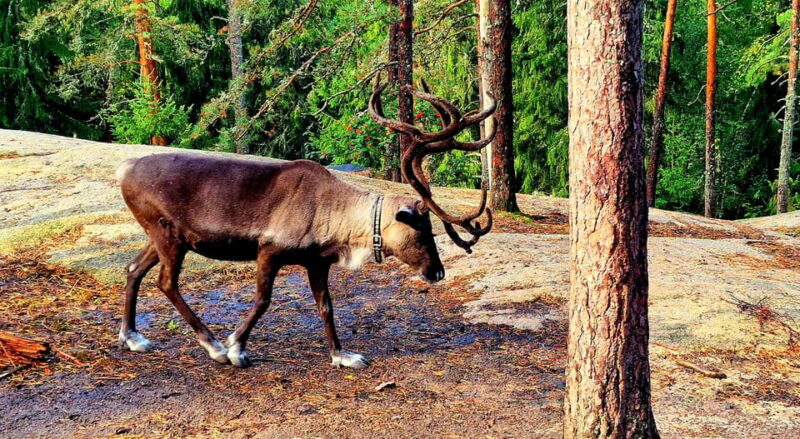 PRIVATE Reindeer Park Adventure by VIP Car - Explore Finlands Reindeer Life in a Private VIP Tour