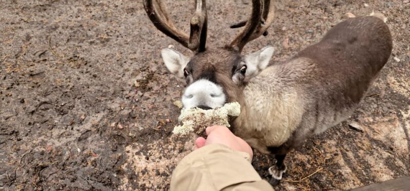 PRIVATE Reindeer Park Adventure by VIP Car - Interaction with Reindeer: Feeding, Petting, and Photography