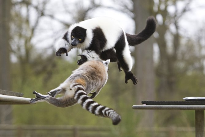 Private Return Transfer Thoiry Zoo Safari from Paris - Key Points