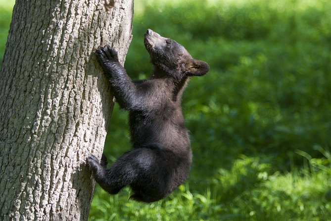 Private Return Transfer Thoiry Zoo Safari from Paris - Enjoy the Magic Island Play Area for Children