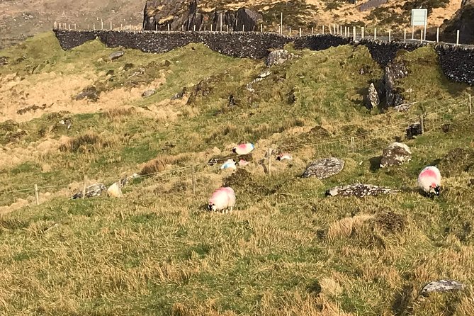 Private Ring of Kerry luxury tour with accredited guide - Sampling Irish Sweets at Skelligs Chocolate Co.