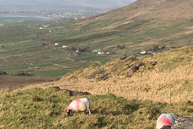 Private Ring of Kerry luxury tour with accredited guide - The Guide: Expert, Friendly, and Knowledgeable