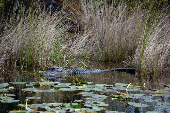 Private River Of Grass Everglades Airboat Adventure - What’s Included in the Price