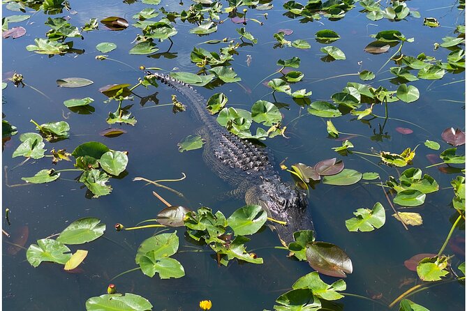 Private River Of Grass Everglades Airboat Adventure - Booking and Cancellation Policies