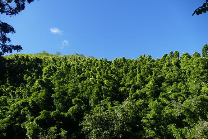 PRIVATE Road to Hana Tour - Hopping Through Old Hawaii in Hana Town