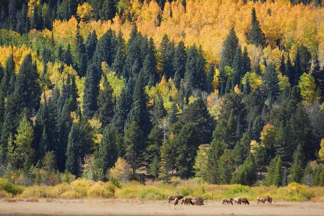 Private Rocky Mountain National Park 4 Hour Tour - The Flexibility of a Private Rocky Mountain Tour