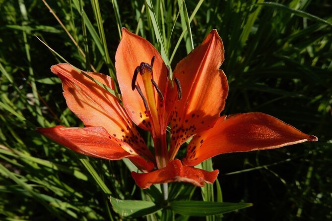 Private Rocky Mountain National Park 4 Hour Tour - Practical Tips for Participants