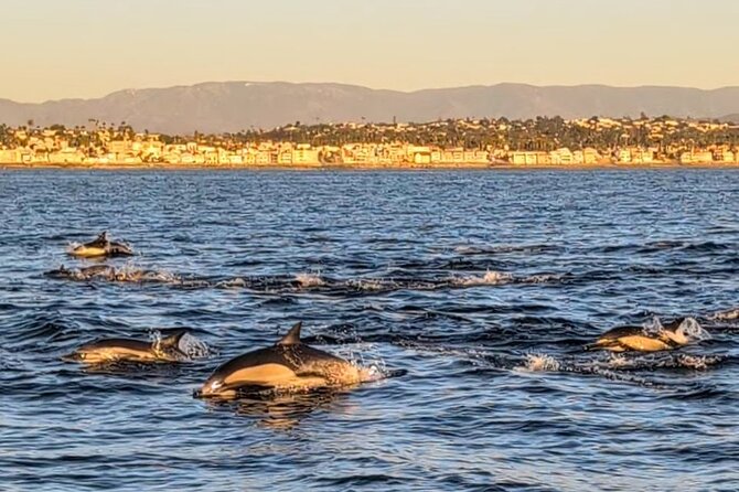 Private Sailing Charters in Oceanside CA - Wildlife Encounters: Dolphins, Whales, and Sea Lions
