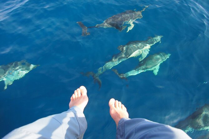 Private Sailing - dolphin Experience from Estepona - drink & food - Key Points