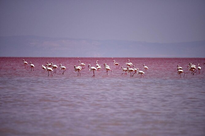 Private Salt Lake Tour - Honest Review of the Tour’s Strengths and Limitations