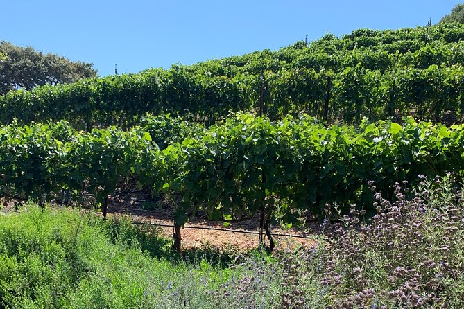 Private Santa Ynez Wine Tour (All-Inclusive) - Enjoying a Gourmet Lunch Amidst the Vineyards