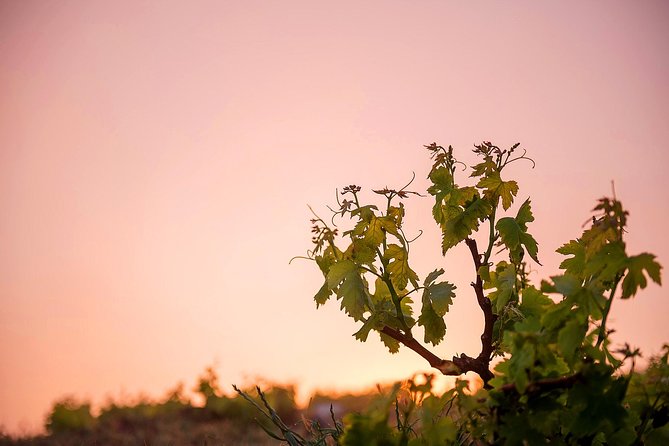 Private Santorini Wine Roads Tour with Tastings - Pacing, Duration, and Flexibility