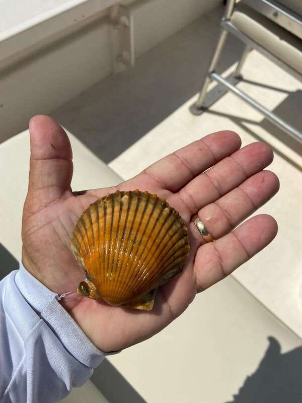 Private Scallop Hunt and Snorkel - What Sets This Tour Apart from Similar Experiences