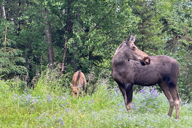 Private Scenic Turnagain Arm Glacier Tour from Anchorage - Included Snacks and Water for a Comfortable Day