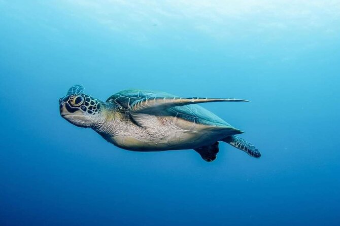 Private Scuba Diving in Tenerife  Certified Instructor & Photos - Exploring the Best Beginner-Friendly Dive Site in Los Cristianos