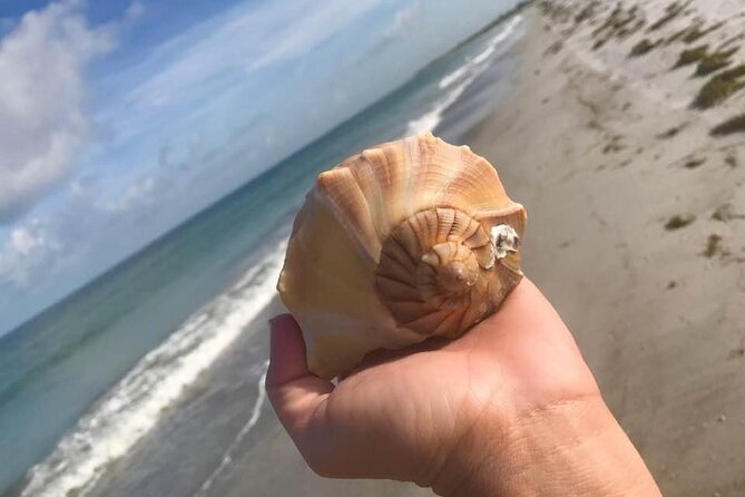 Private Shell Key Island Adventure Dolphins And Shells - Key Points