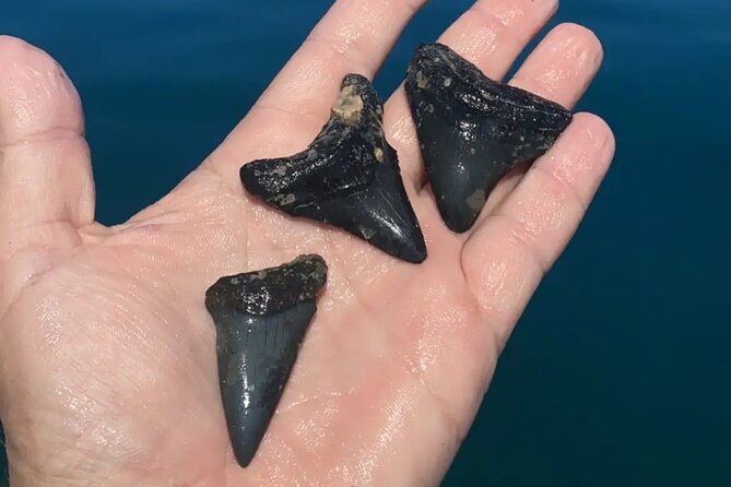 Private Shell Key Island Adventure Dolphins And Shells - Shell Hunting at Shell Key: Conchs, Whelks, and Junonia