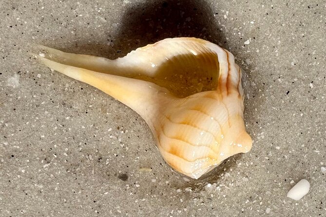 Private Shell Key Island Adventure Dolphins And Shells - Marine Wildlife and Birdwatching Opportunities