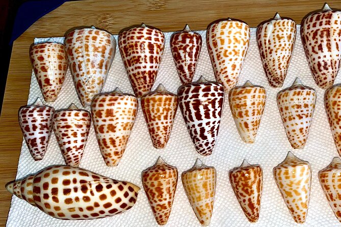 Private Shelling and Dolphin Excursion - Set out on a Private Gulf Adventure from Goodland