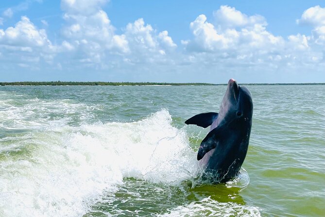Private Shelling and Dolphin Excursion - Watching Dolphins: Close Encounters in Small Boats