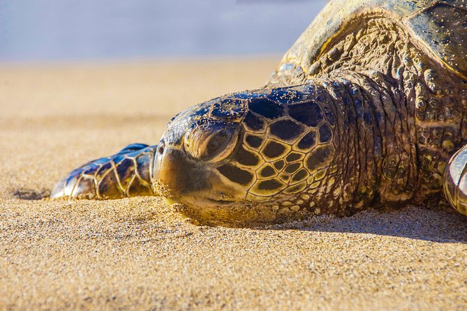 Private Shore Excursion: Best Highlights of Maui - Discover Iao Valley, a Lush Volcanic Landmark
