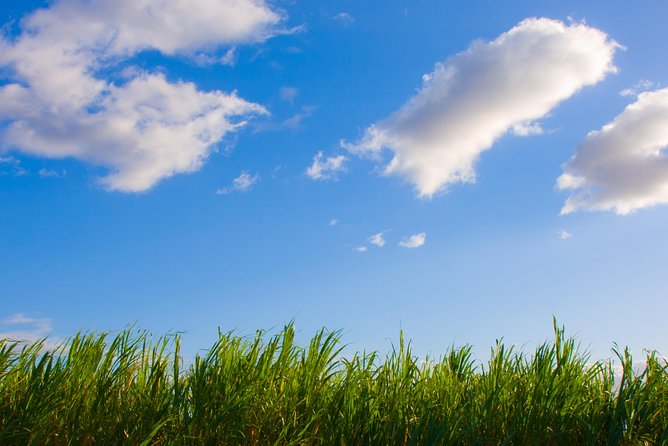 Private Shore Excursion: Best Highlights of Maui - Convenient Round-Trip Transfers from the Port