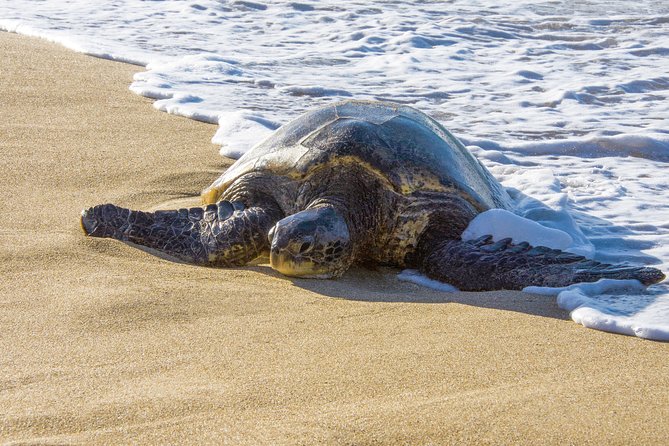 Private Shore Excursion: Best Highlights of Maui - Who Will Enjoy This Tour Most