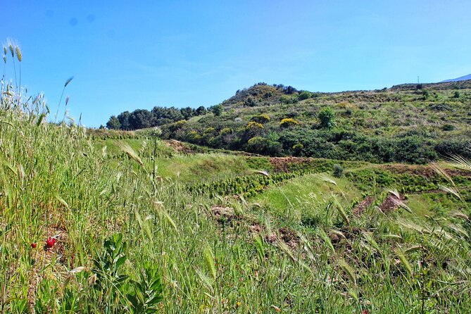 Private Sicilian Winery Tour with Gourmet Lunch Country Escape - Wine Tasting: Four Signature Sicilian Wines