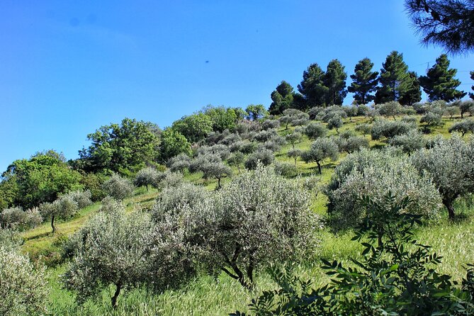 Private Sicilian Winery Tour with Gourmet Lunch Country Escape - Gourmet Sicilian Lunch: A Feast of Regional Flavors