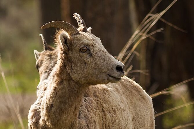 Private Small Group Yellowstone Wildlife Safari - The Rich Wildlife of Slough Creek