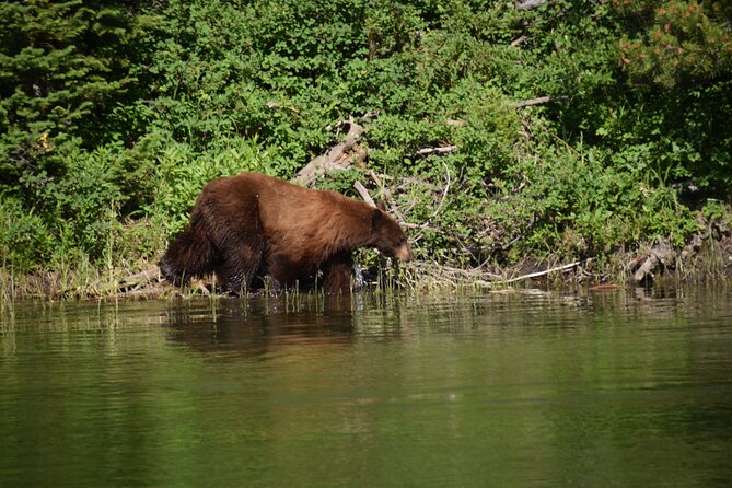 Private Small Group Yellowstone Wildlife Safari - Lunch and Snacks in the Wild