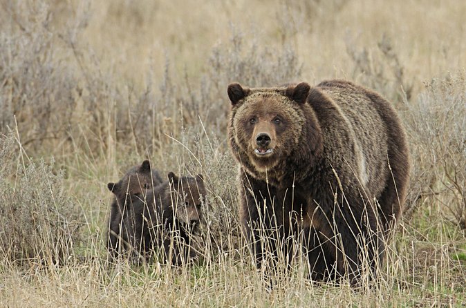 Private Small Group Yellowstone Wildlife Safari - Exclusive Use of Spotting Scopes and Binoculars