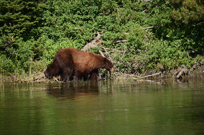 Private Small Group Yellowstone Wildlife Safari - Logistics and Meeting Details