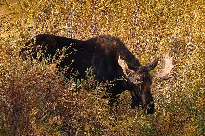 Private Snake River Scenic Float with Teton Views - Wildlife Encounters and Bird Watching