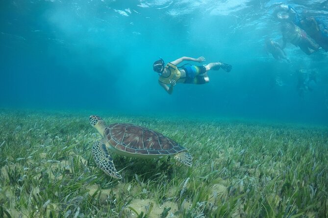 Private Snorkel and Isla Mujeres Tour - Snorkeling with Marine Life and Shipwrecks