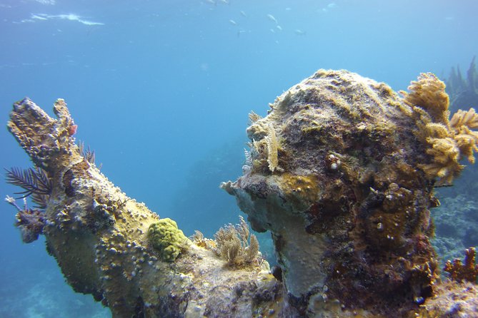 Private Snorkel to Key Largo Reef for up to 12 - INCLUDES GEAR! - Marine Life and Reef Highlights on the Private Tour