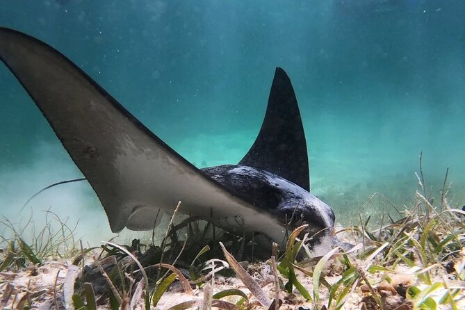 Private Snorkel Tour On The Reef Lagoon - Exploring Costa Maya’s Less-Visited Reefs