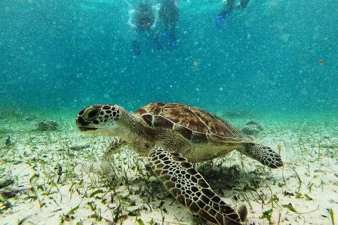 Private Snorkel Tour On The Reef Lagoon - Customized Group Experience and Timing