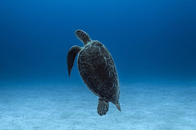 Private Snorkel Tour On The Reef Lagoon - Safety and Weather Considerations