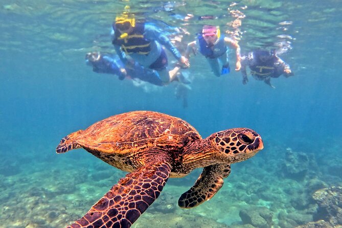 Private Snorkel tours - Meeting at the Beach in Oahu for a Guided Snorkel Experience