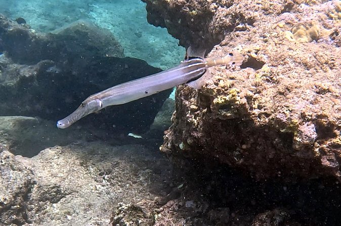 Private Snorkel tours - Combining Snorkeling and Diving for All Ages