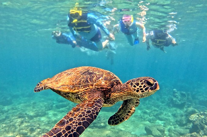 Private Snorkel tours - Logistics of the Oahu Snorkeling Tour