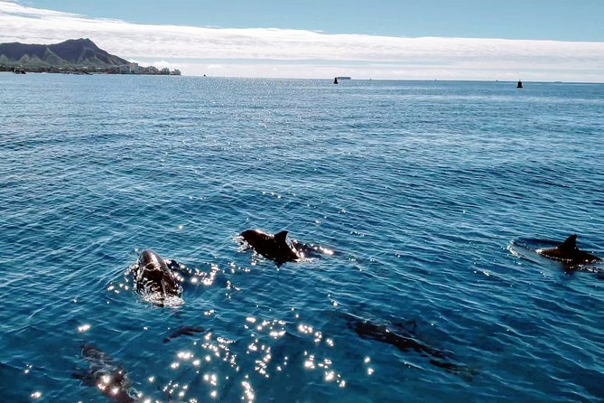 Private Snorkeling and Wildlife on The Adventure Boat - The Experience of the Guides and Crew