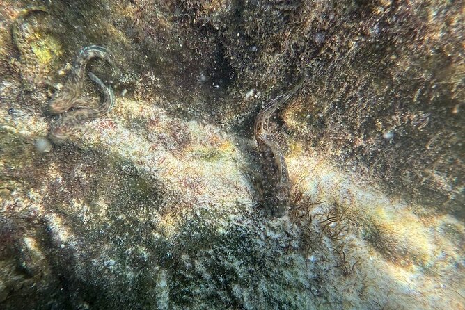 Private Snorkeling Excursion - Wildlife and Marine Life Encounters