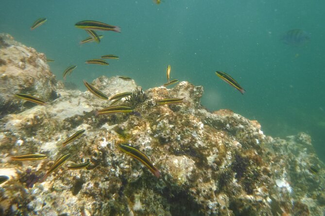 Private Snorkeling Experience and Boat tour to Las Animas Beach - Key Points