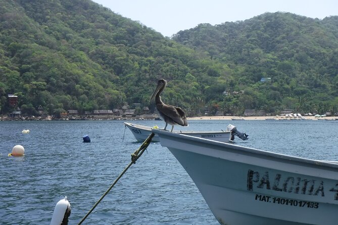 Private Snorkeling Experience and Boat tour to Las Animas Beach - Optional Lunch at Las Animas Beach