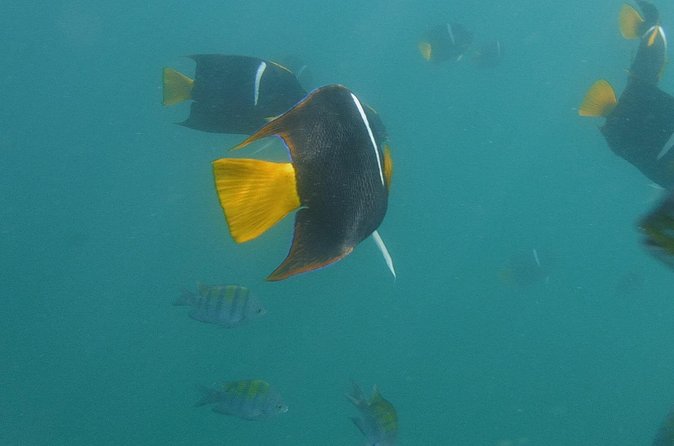 Private Snorkeling Experience and Boat tour to Las Animas Beach - Easy Booking with Flexible Cancellation Policy